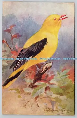 R755947 Golden Oriole L S Serie