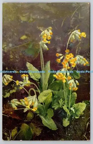 R755964 Primula Officinalis Photochromie Blumenk Serie 621