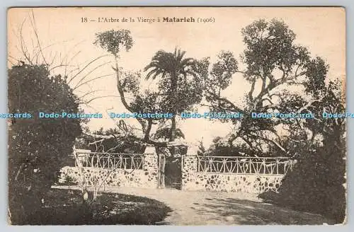 R755378 L Arbre de la Vierge a Matarieh Catala Freres 1906