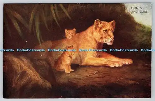 R761955 Lioness and Cubs J Salmon Sevenoaks