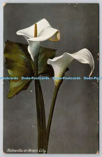 R756165 Richardia oder Arum Lily Wildt und Kray Serie Nr 1109 1907