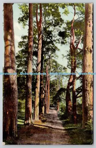R761056 Scotch Fir Avenue Woolstone Bros London The Milton Glazette Series No 14