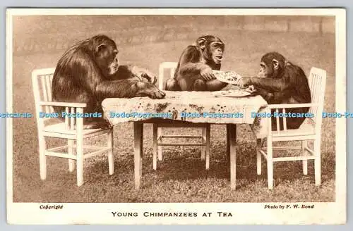 R756469 Junge Schimpansen bei der Tea Zoological Society of London F W Bond