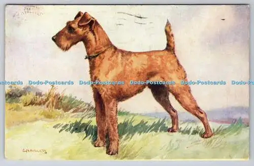 R762358 Irish Terrier Hund R S Art Press PM Coventry 1946