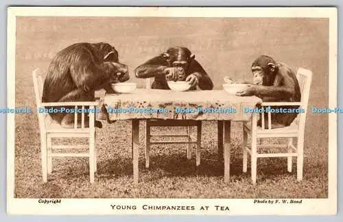 R756487 Junge Schimpansen bei der Tea Zoological Society of London F W Bond