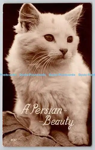 R761356 A Persian Beauty Cat W B L Academy Series RP