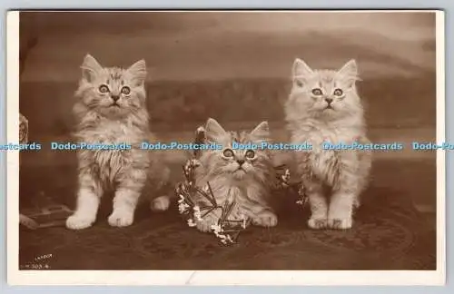 R762720 Drei Katzen mit Blumen Drehfoto London RP