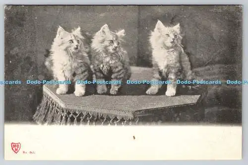 R762725 Katzen M B M Postkarte