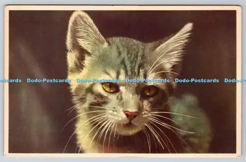 R762726 Katze Postkarte