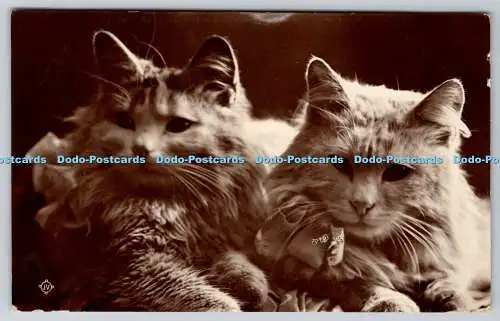 R756875 Cats Valentine Serie 1917