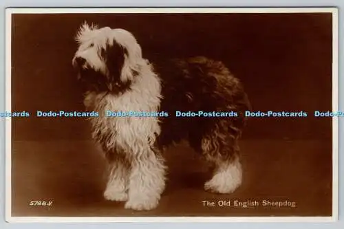 R761729 The Old English Sheepdog Valentine RP