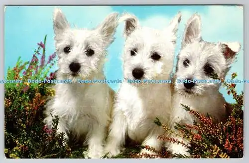 R762872 Three White Dogs Photo Precision Colourmaster International