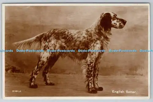 R761742 English Setter Dog Valentine RP