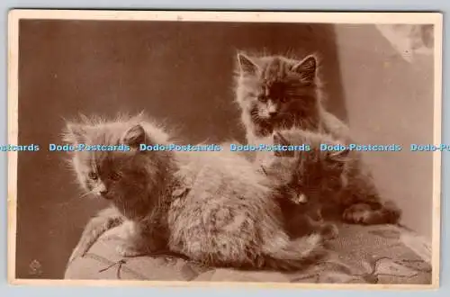 R762908 Three Cats Valentine Series RP
