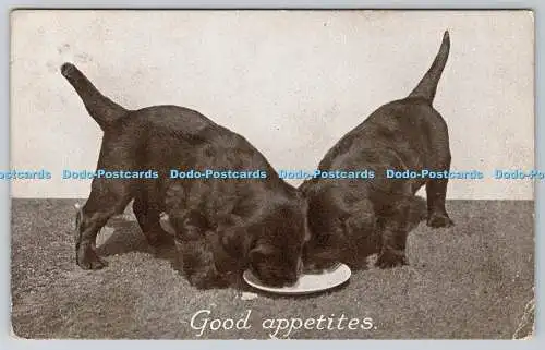 R762925 Good Appetites Dogs C W Faulkner 1910