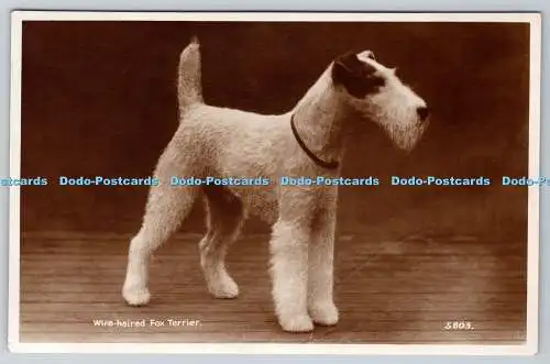 R762930 Drahtverleihter Foxterrier Hund Valentine RP