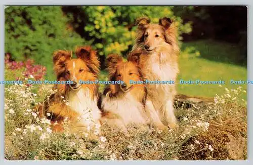 R762932 Collies J Salmon Sevenoaks