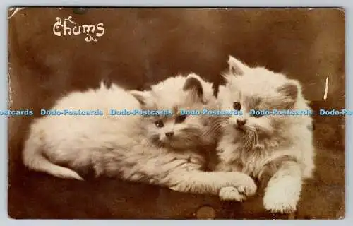 R761794 Chums Katzen Davidson Bros London New York alle britischen Fotoserien