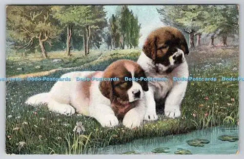 R762934 Two Dogs Series No 977 PM Portsmouth 1906