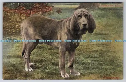 R762935 Bloodhound Dog H Dixon