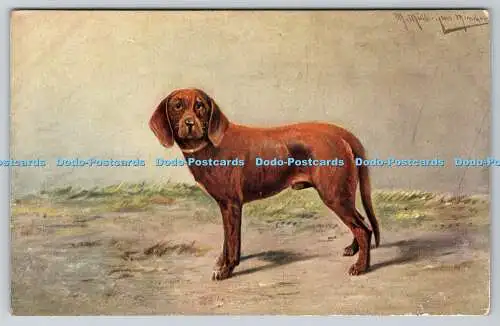 R762938 Brauner Hund Postkarte