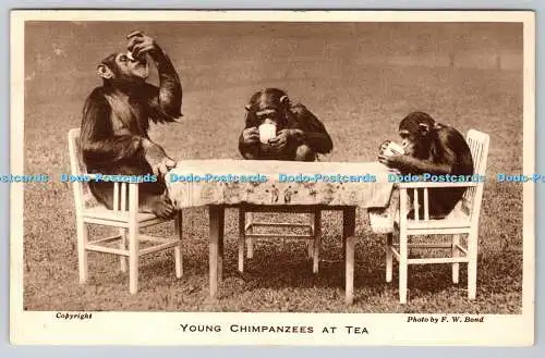 R757478 Junge Schimpansen bei Tea The Zoological Society of London F W Bond