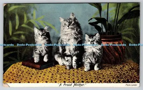 R760320 A Proud Mother Cats F Hartmann Real Glossy Serie G 1527 6 Landor