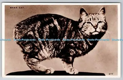 R760617 Manx Cat I O M Photonia Serie