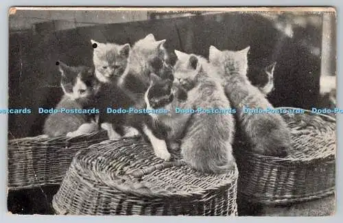 R760681 Katzen sitzen auf dem Korb