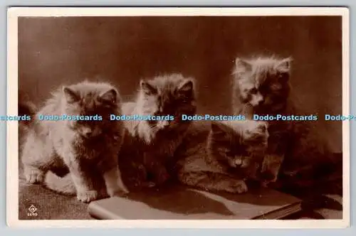 R760684 Vier Katzen RP Postkarte