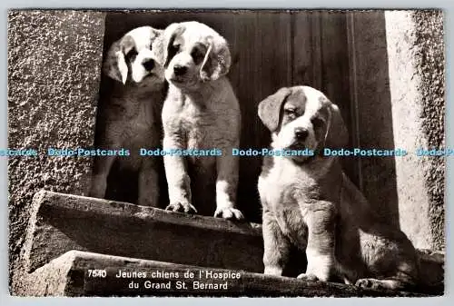 R760753 Jeunes Chiens de l Hospice du Grand St Bernard Dogs Jaeger Geneve