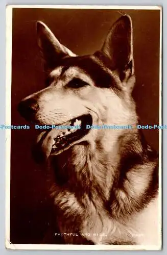 R757527 Treuer und weiser Hund Valentine and Sons Ltd Echtfoto Tierserie RP