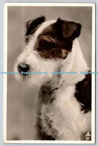 R757528 Hundepostkarte