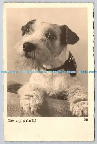 R757529 Hund RP Postkarte