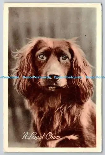 R757566 A Loyal Chum Dog Wilson Bros Ltd Animal Studies