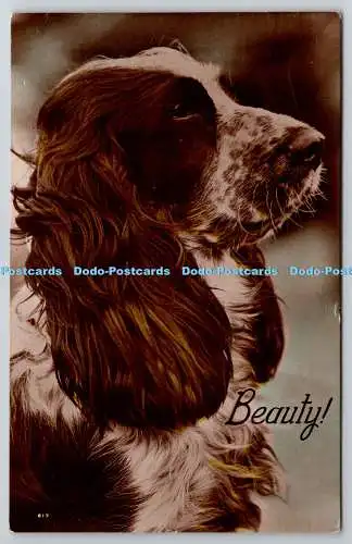 R757647 Beauty Dog Windsor Serie RP