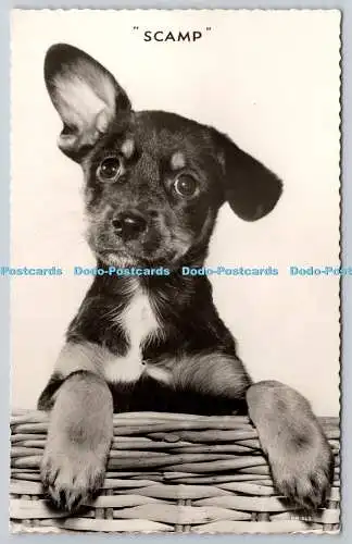 R757664 Scamp Dof Small Puppy Valentine 1961