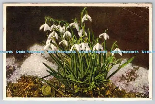 R758036 Snow Drops J Burrow and Co Ltd No 300 1935