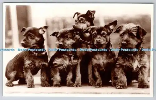 R758089 Australian Terrier Welpen Real Photographs Co Ltd R P Hunde Nr. 19 Elliso