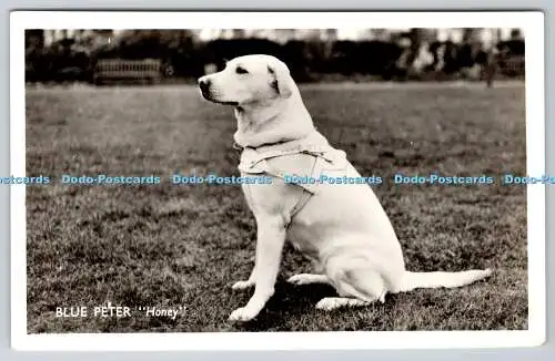 R758204 Blue Peter Honey Blindenführhunde für den Blindenverband RP