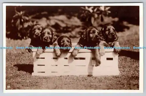 R758221 Irish Setter Puppies R P Dogs No 13 Ellison Hawks