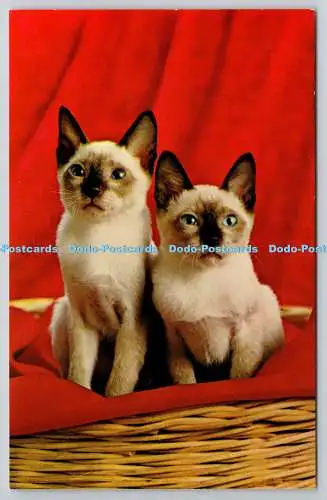 R758617 Postkarte Zwei Siamkatzen