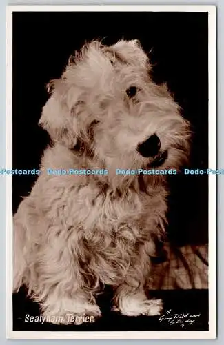 R759093 Sealyham Terrier Photo precision Ltd Englische Serie RP