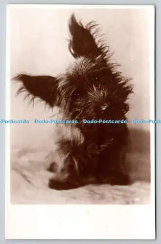 R759099 Cairn Terrier Welpe R P Hunde Ellison Hawks Real Photographs Co Ltd Nr. 14