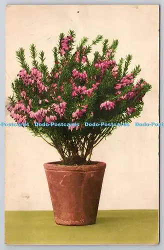 R759169 Blumen im Topf Martin Rommel und Co