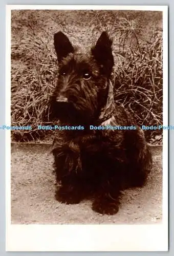 R759286 Scottish Terrier R P Hunde Nr 23