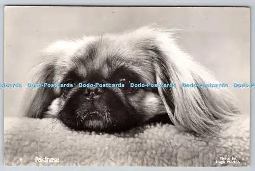 R759509 Pekinese Dog Hugh Morton Mason Alpha Series