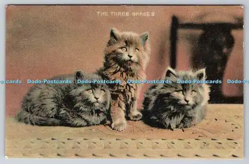 R759517 The Three Graces Kittens London View Co Serie Nr. 10 1906