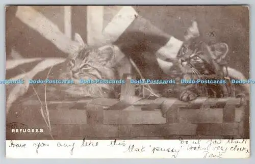 R759527 Schutzhütten Zwei Katzen Postkarte 1904