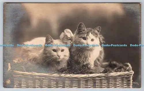 R759674 Zwei Katzen im Korb N P G PM Margate 1924